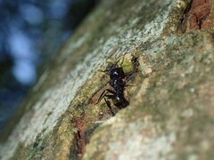 Camponotus arminius