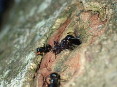 Camponotus arminius