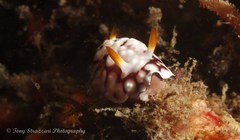 Goniobranchus geometricus