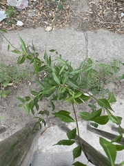 Periploca sepium