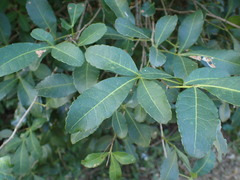 Searsia natalensis