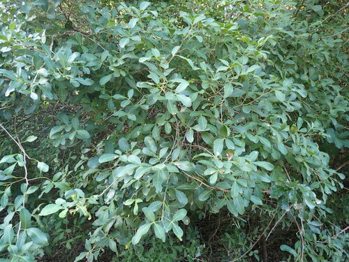 Image of Searsia natalensis by (c) Mahomed Desai, some rights reserved (CC BY)