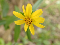 Sphagneticola calendulacea