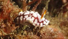 Goniobranchus geometricus