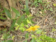 Sphagneticola calendulacea