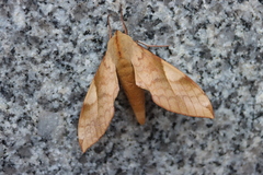 Clanis bilineata