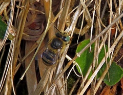 Anthophora quadrimaculata