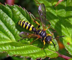 Cerceris arenaria