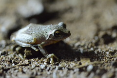 Rhacophorus pardalis