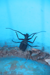 Aegosoma sinicum sinicum