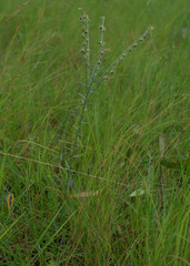 Crotalaria brevis