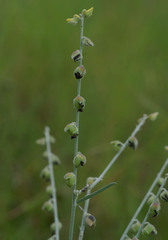 Crotalaria brevis