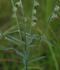 Crotalaria brevis