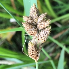 Carex alata