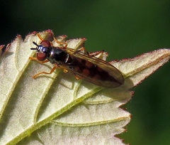 Platycheirus angustatus