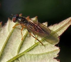 Platycheirus angustatus
