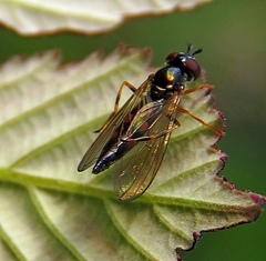Platycheirus angustatus