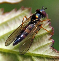 Platycheirus angustatus