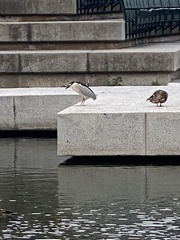 Nycticorax nycticorax