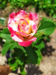 Rosa centifolia