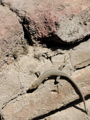 Darevskia portschinskii