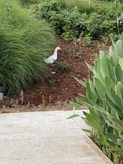 Anas platyrhynchos domesticus