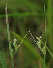 Scleria novae-hollandiae