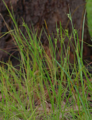 Scleria novae-hollandiae