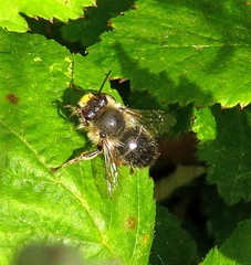 Anthophora furcata