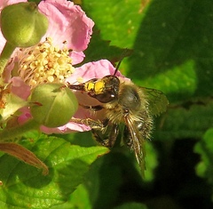 Anthophora furcata