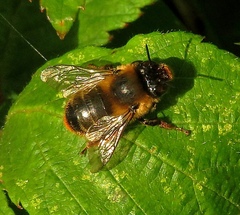 Anthophora furcata