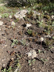 Micranthes rhomboidea