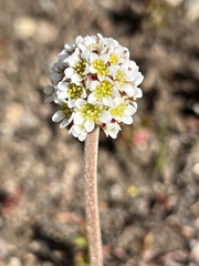 Micranthes rhomboidea