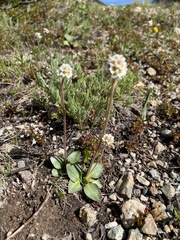 Micranthes rhomboidea