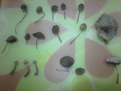 Panaeolus papilionaceus