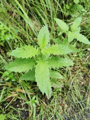 Lycopus europaeus