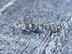 Ortholepis pasadamia