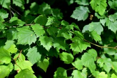 Crataegus flabellata