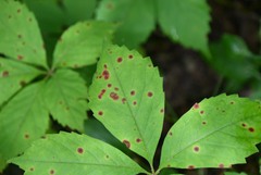 Phyllosticta parthenocissi