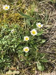 Erigeron hyssopifolius