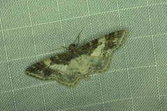Hydrelia condensata