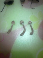 Panaeolus papilionaceus