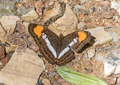 Adelpha serpa