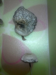 Panaeolus papilionaceus