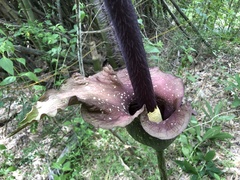 Amorphophallus hirtus