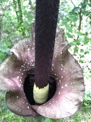 Amorphophallus hirtus
