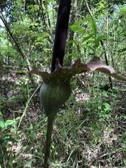 Amorphophallus hirtus