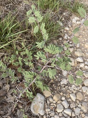 Mimosa texana