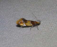 Epicallima argenticinctella