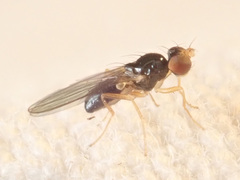 Paranthomyza nitida